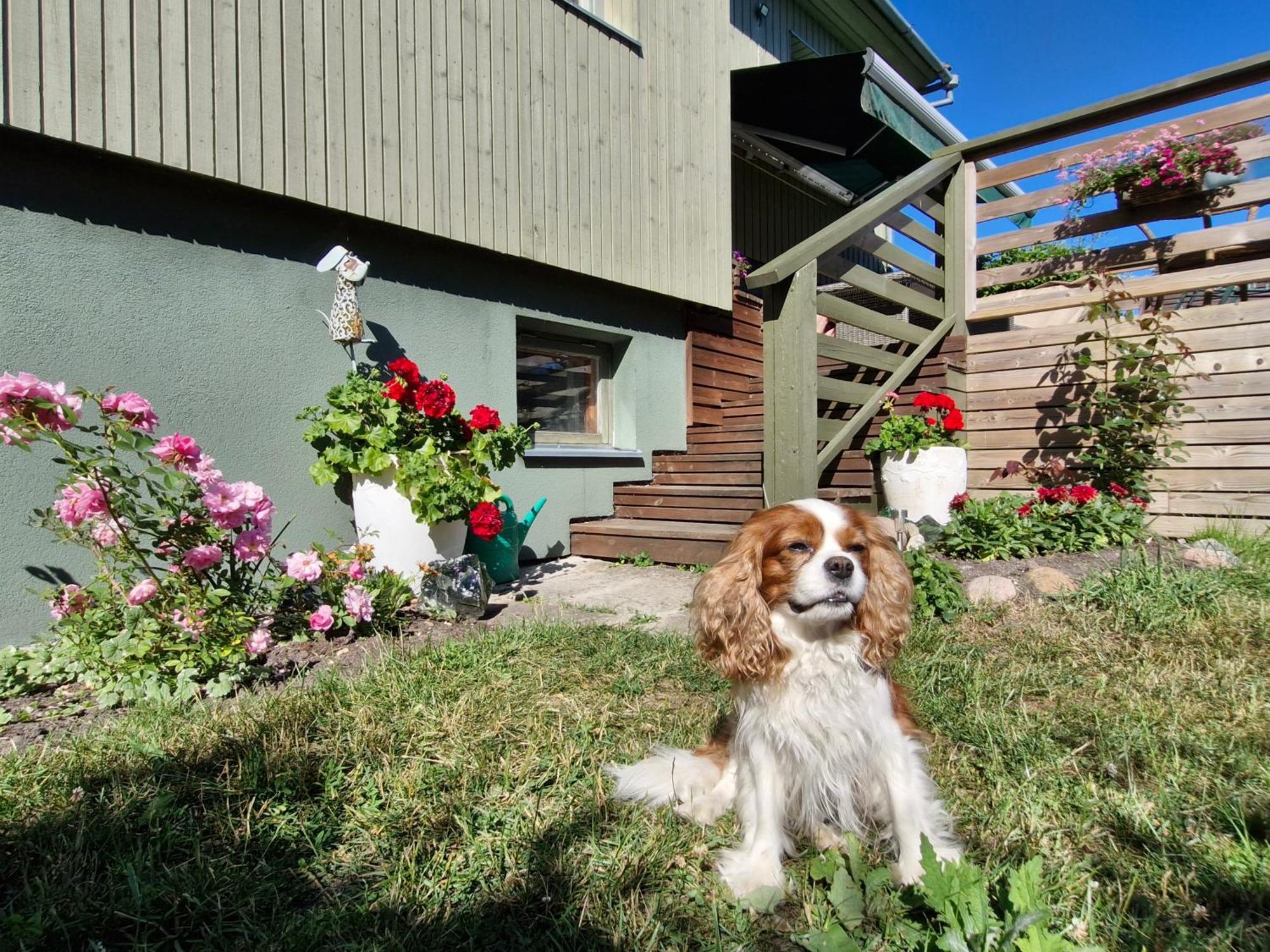 Piibelehe Guest Accommodation Kuressaare Bagian luar foto
